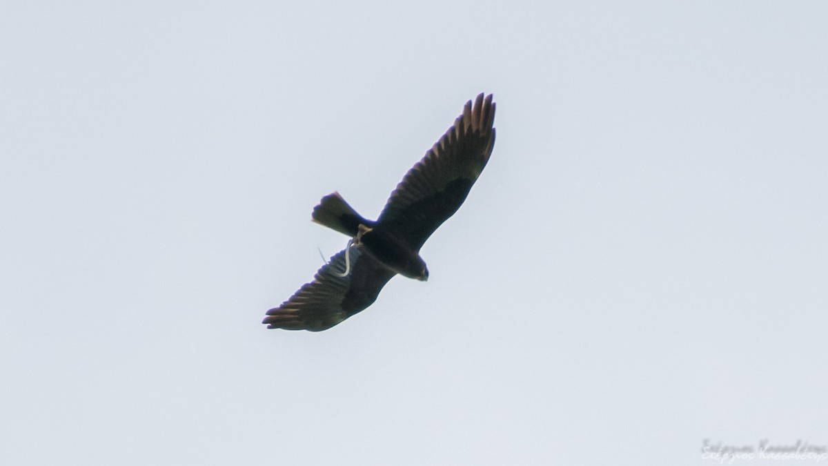 Western Marsh Harrier - ML645453926