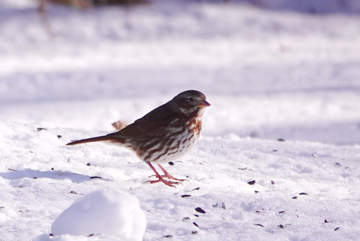 Fox Sparrow - ML645453934