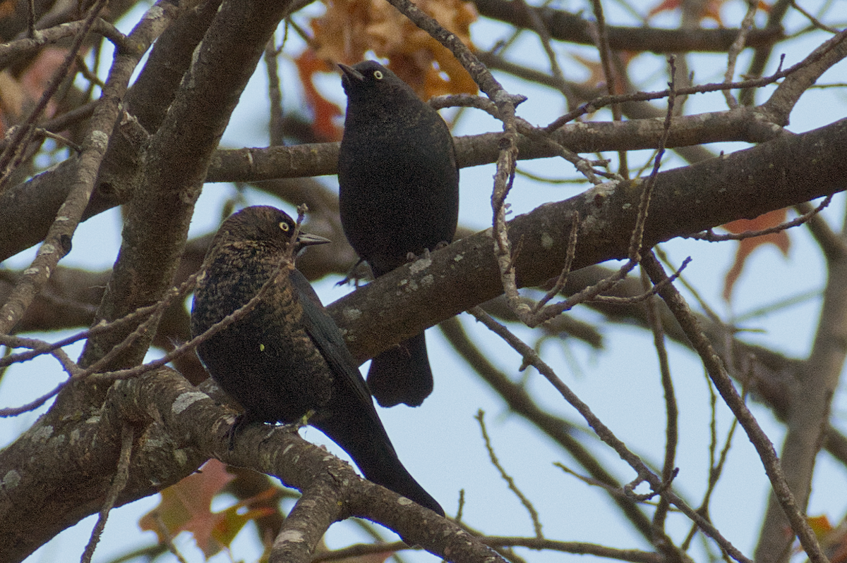 Rusty Blackbird - ML645453938