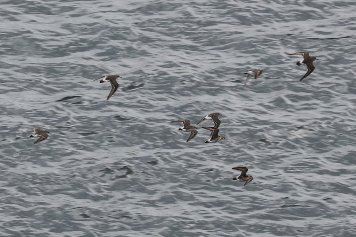 コシジロウズラシギ - ML645453942