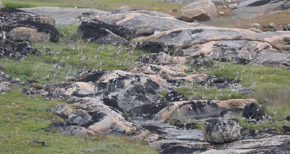 コシジロウズラシギ - ML645453943