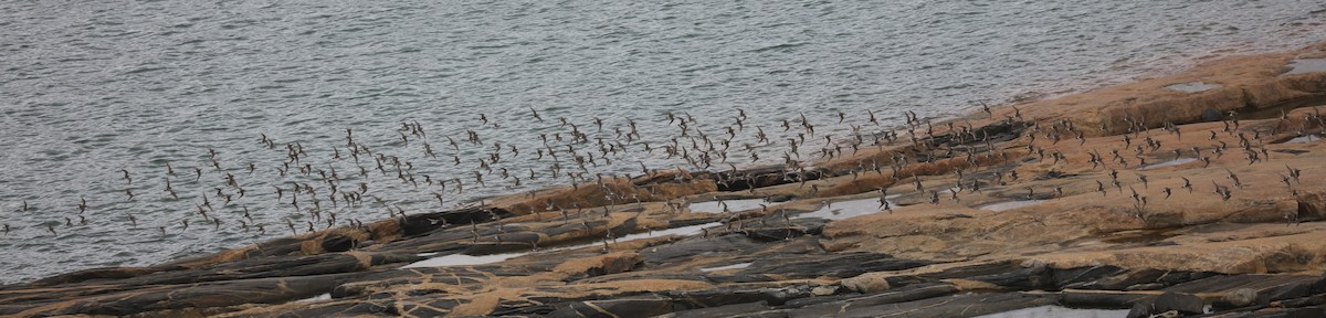 コシジロウズラシギ - ML645453944