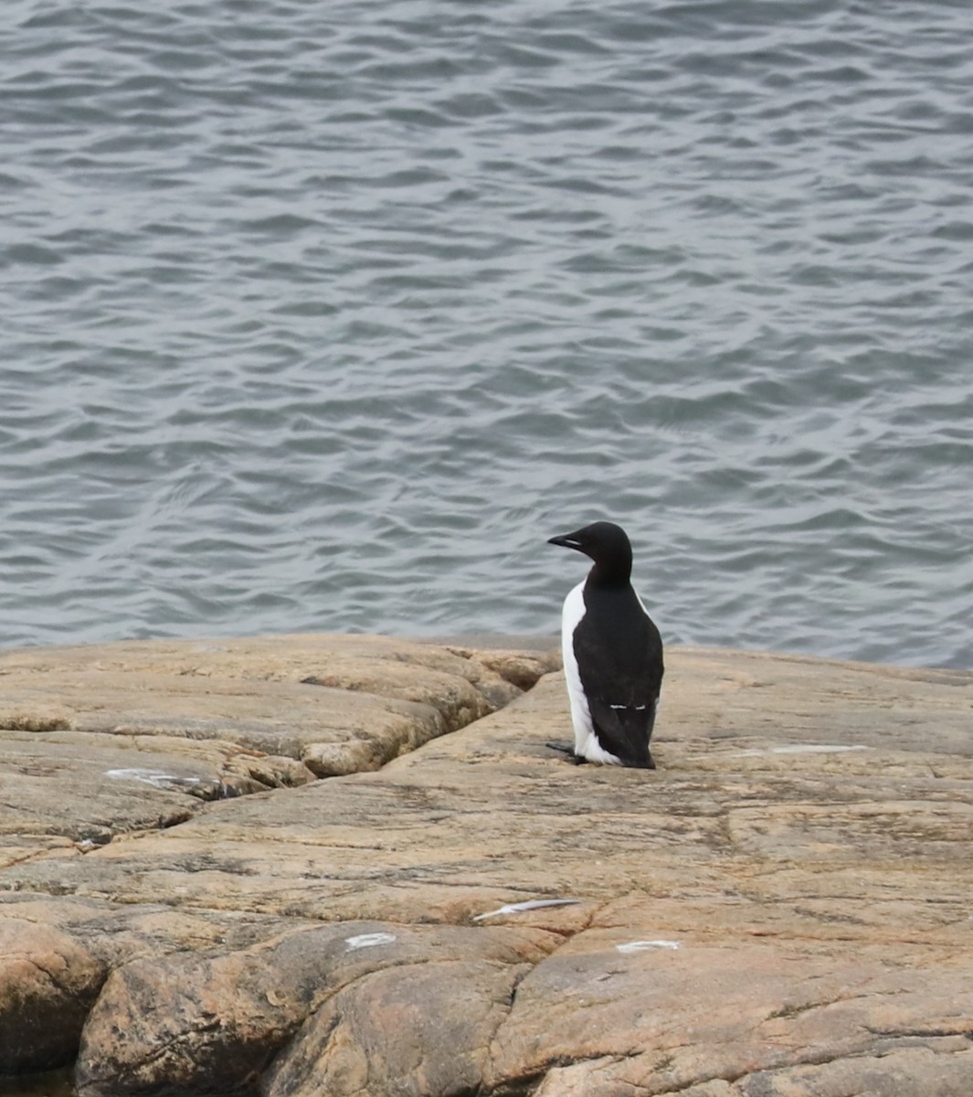 Толстоклювая кайра - ML645453948