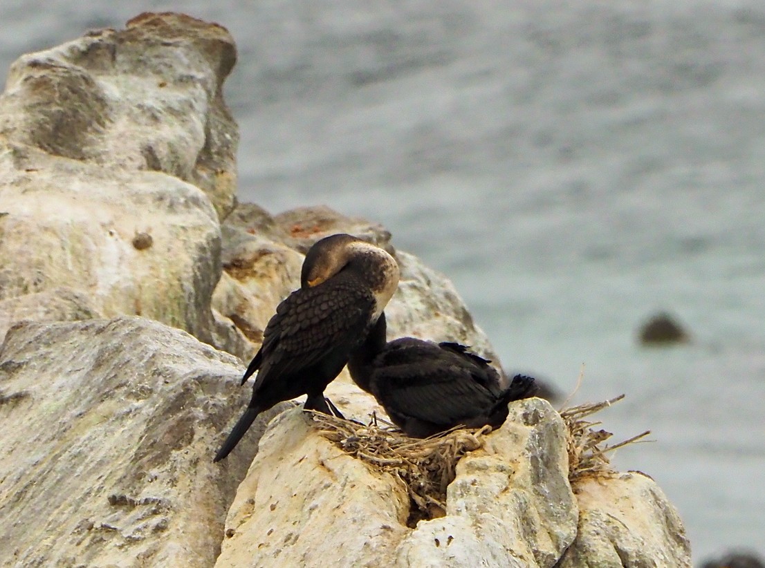 kormorán velký (ssp. lucidus) - ML645453950