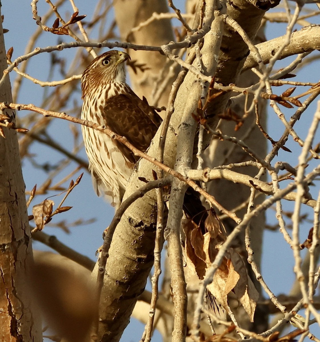 Cooper's Hawk - ML645453953