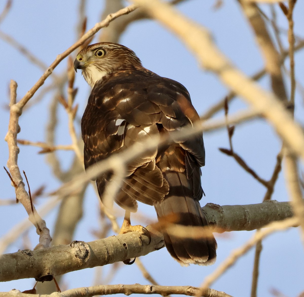 Cooper's Hawk - ML645453954