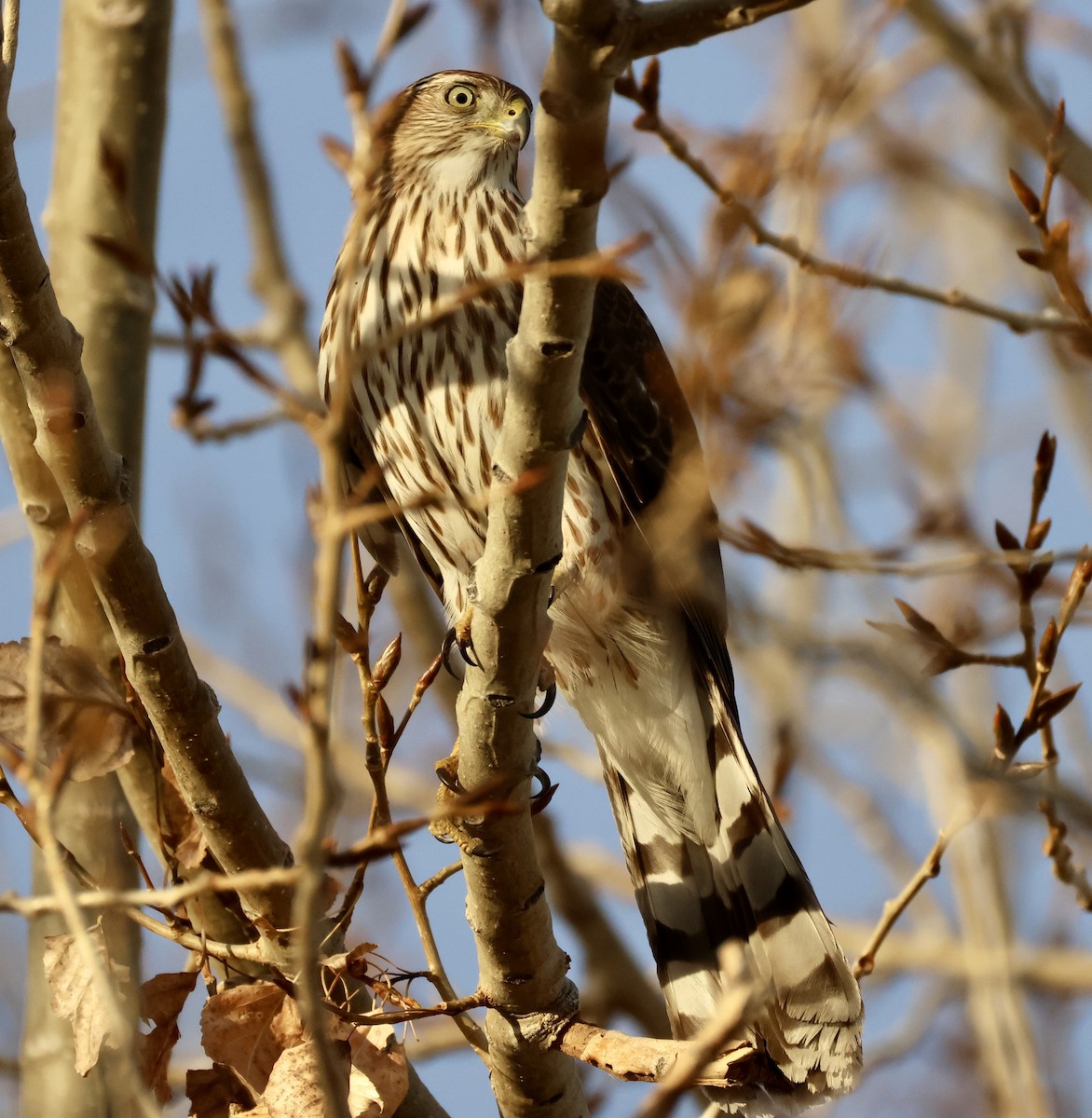 Cooper's Hawk - ML645453955