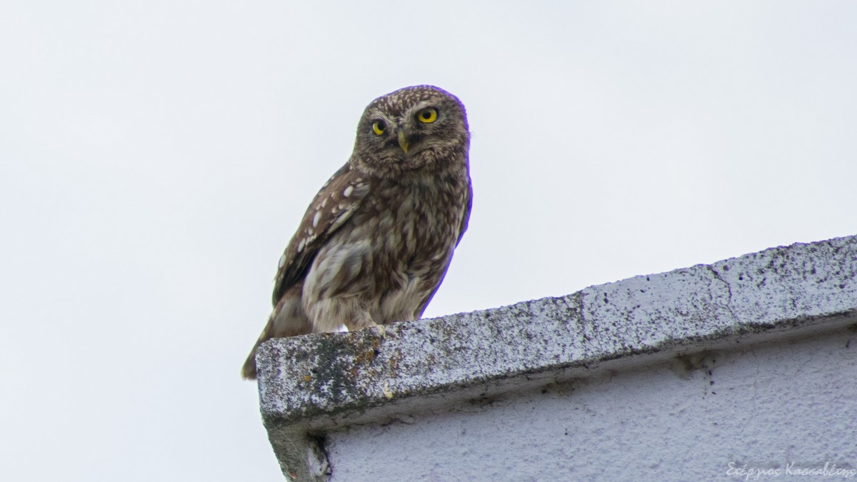 Little Owl - ML645453956