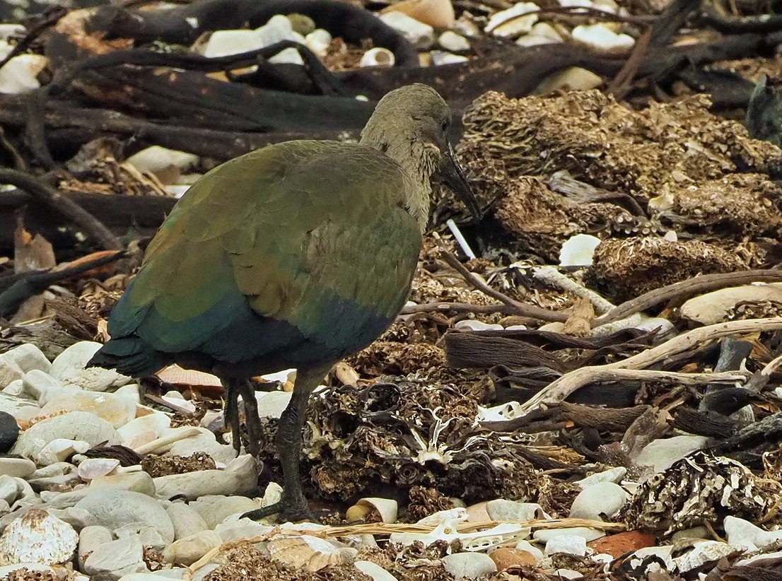 Hadada Ibis - ML645453958
