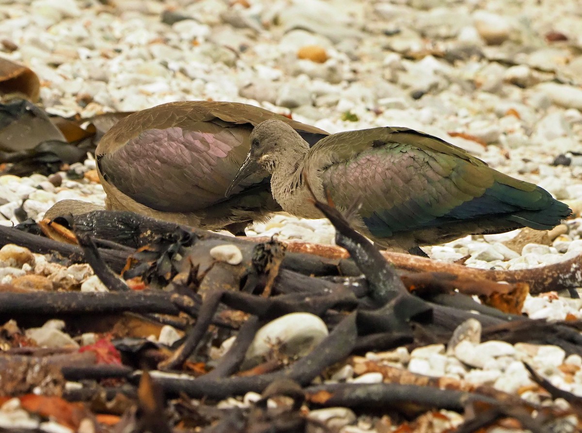 Hadada Ibis - ML645453959