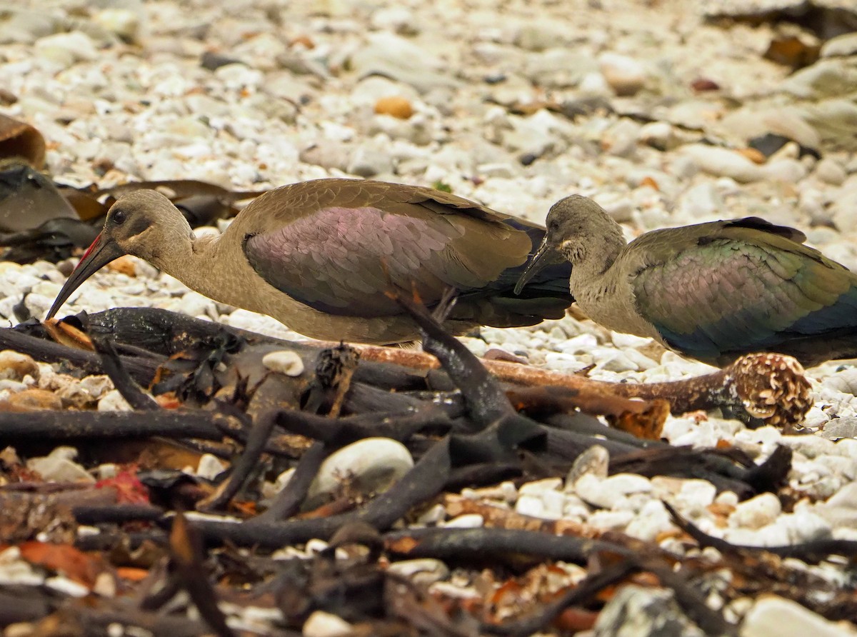 Hadada Ibis - ML645453960