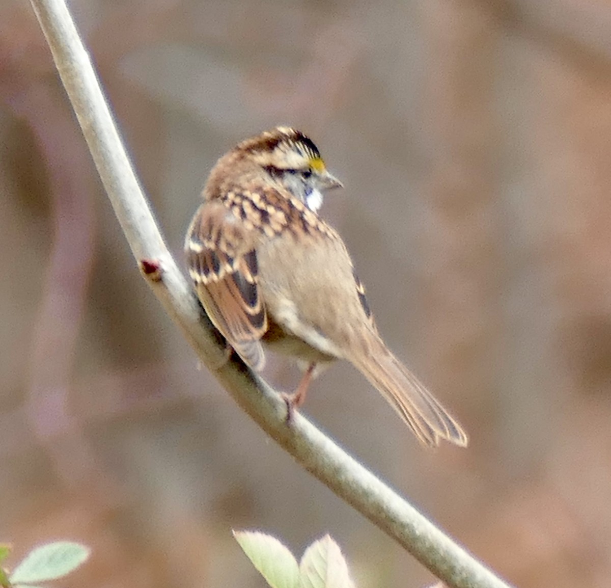 White-throated Sparrow - ML645453964