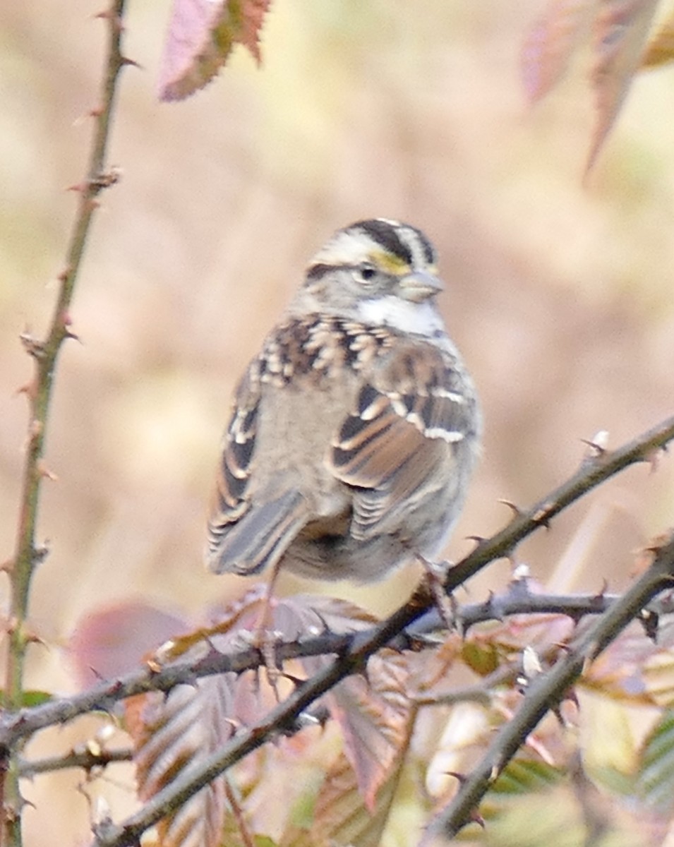 White-throated Sparrow - ML645453965