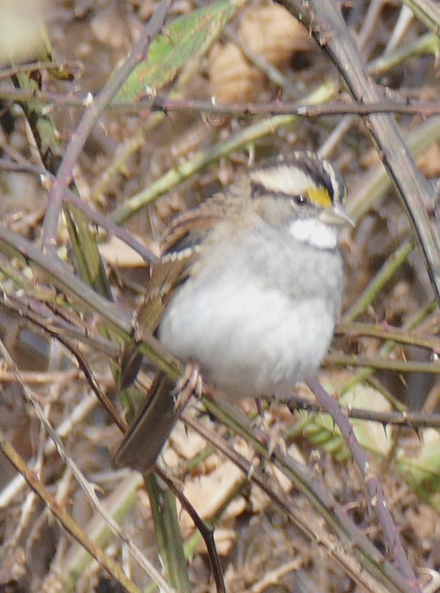 White-throated Sparrow - ML645453966
