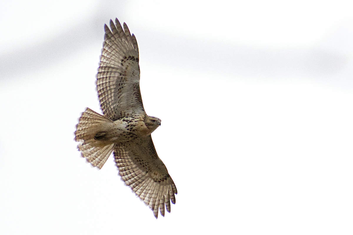 Red-tailed Hawk - ML645453968