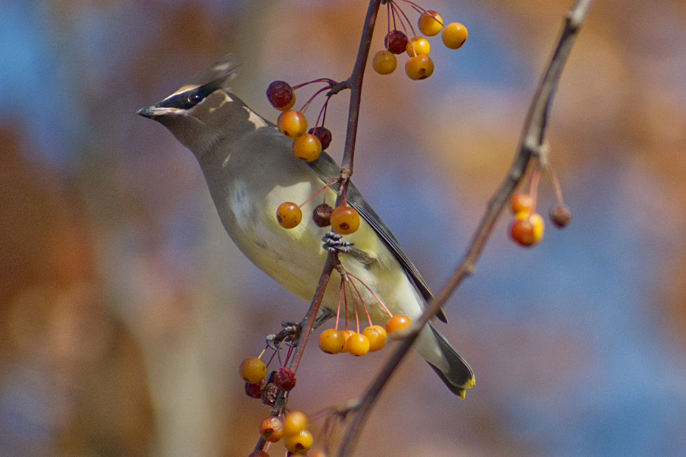 Cedar Waxwing - ML645453980