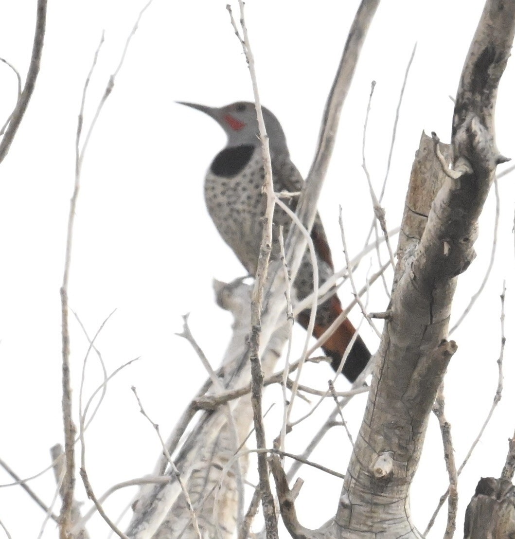Northern Flicker (Red-shafted) - ML645453983