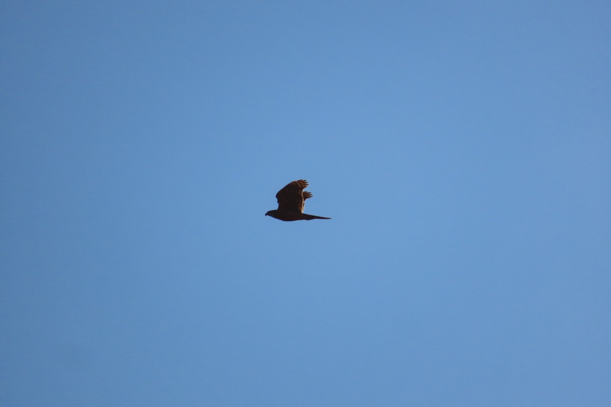 Eurasian Goshawk - ML645453989