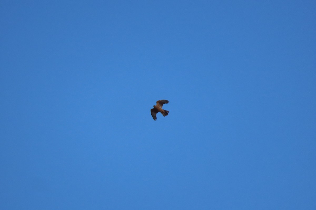 Eurasian Goshawk - ML645453991