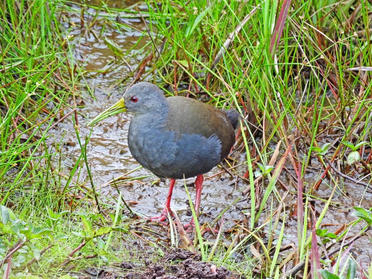 Râle noirâtre - ML645453994