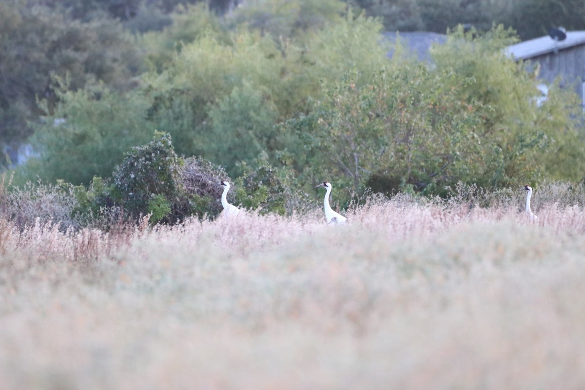 trompettrane - ML645453995