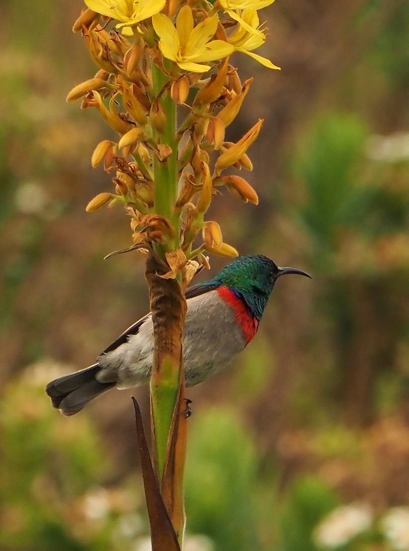 Southern Double-collared Sunbird - ML645453996