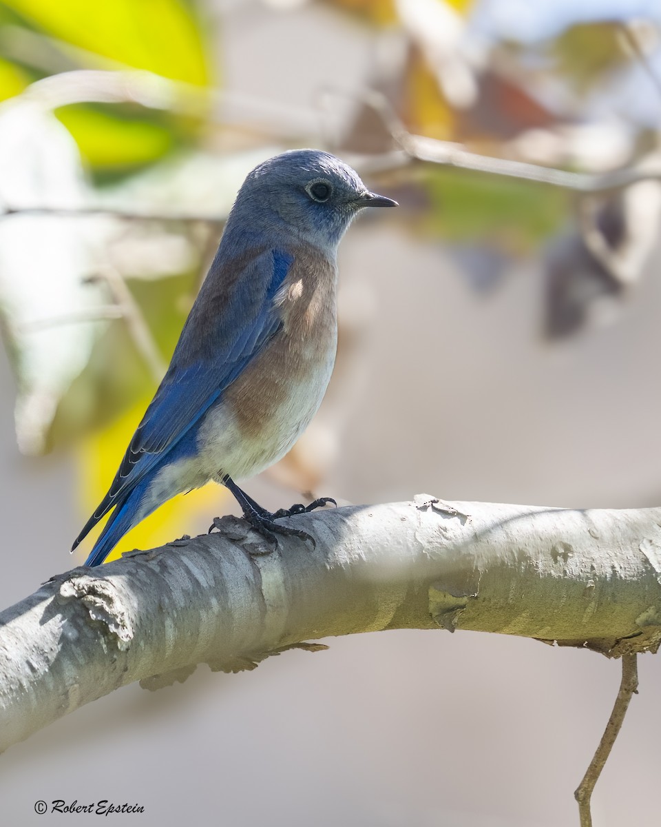 Western Bluebird - ML645454008