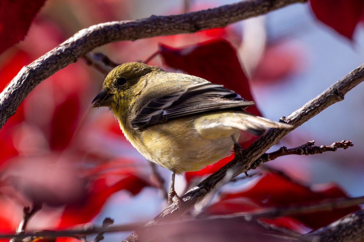 Lesser Goldfinch - ML645454018