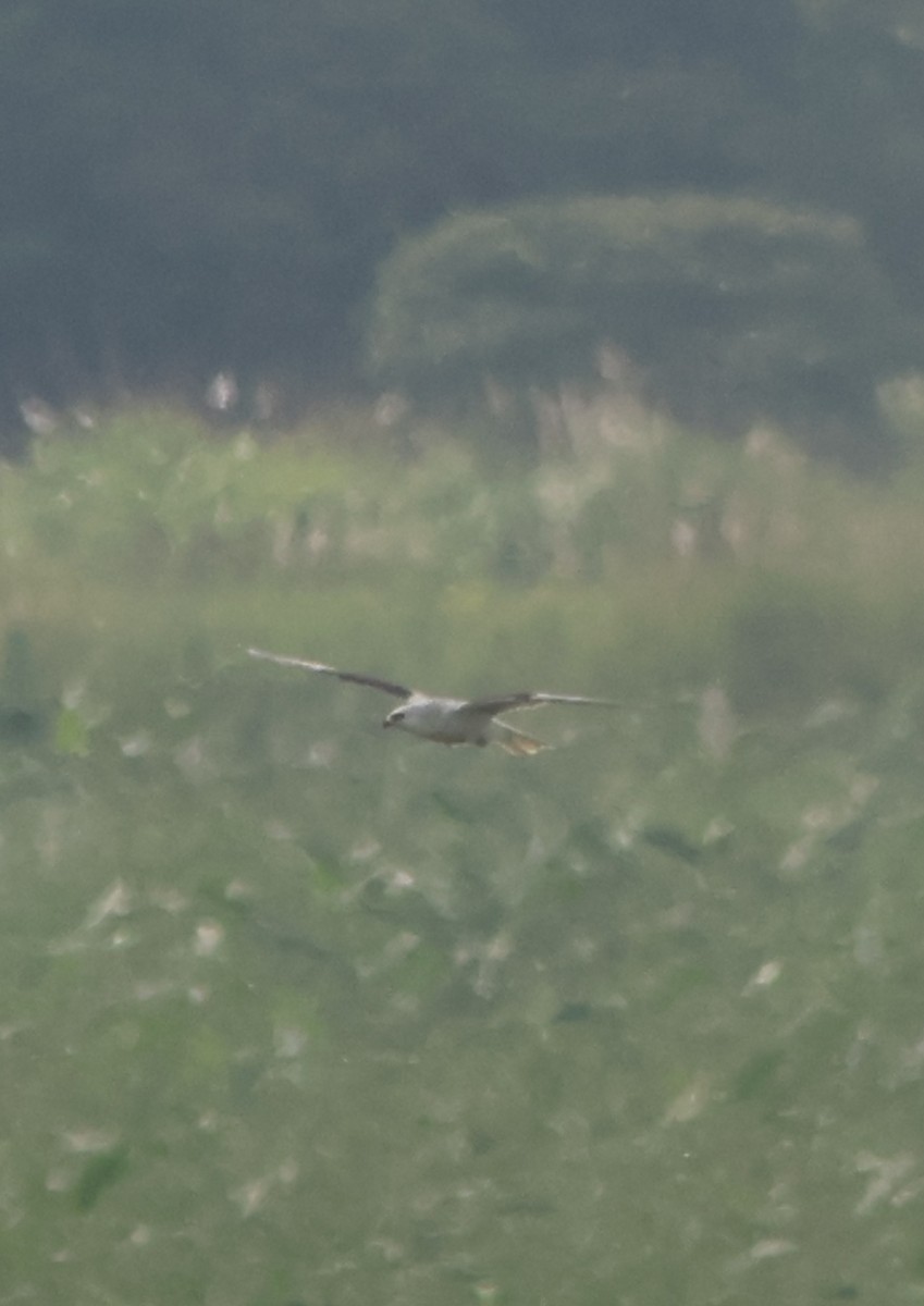 luněc americký - ML645454019