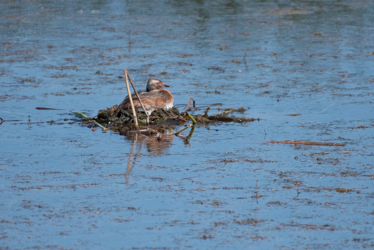 Horned Grebe - ML645454030