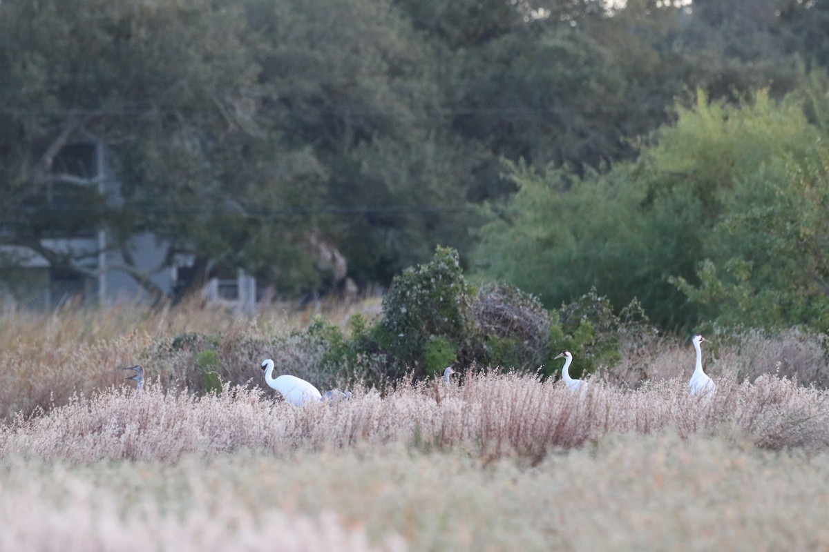 trompettrane - ML645454032