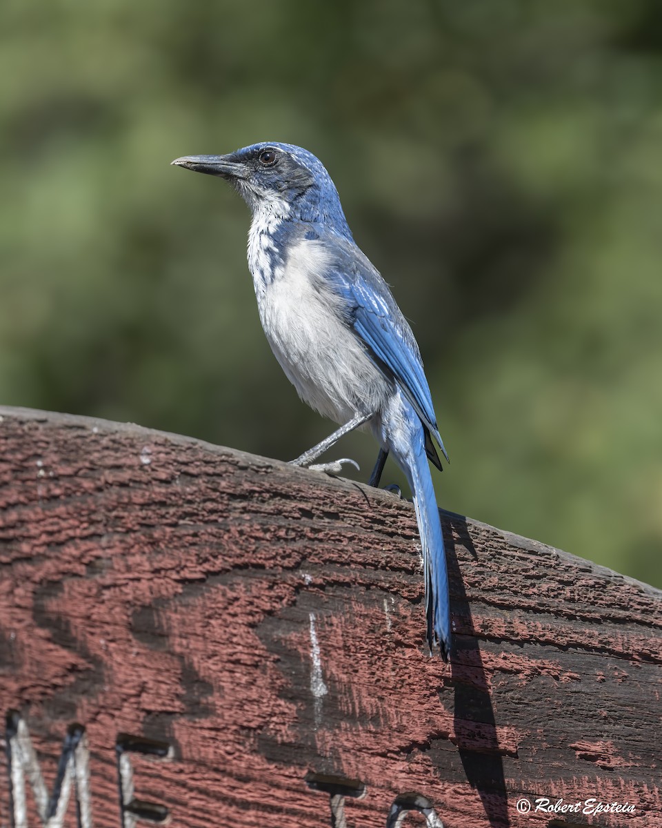 Island Scrub-Jay - ML645454048