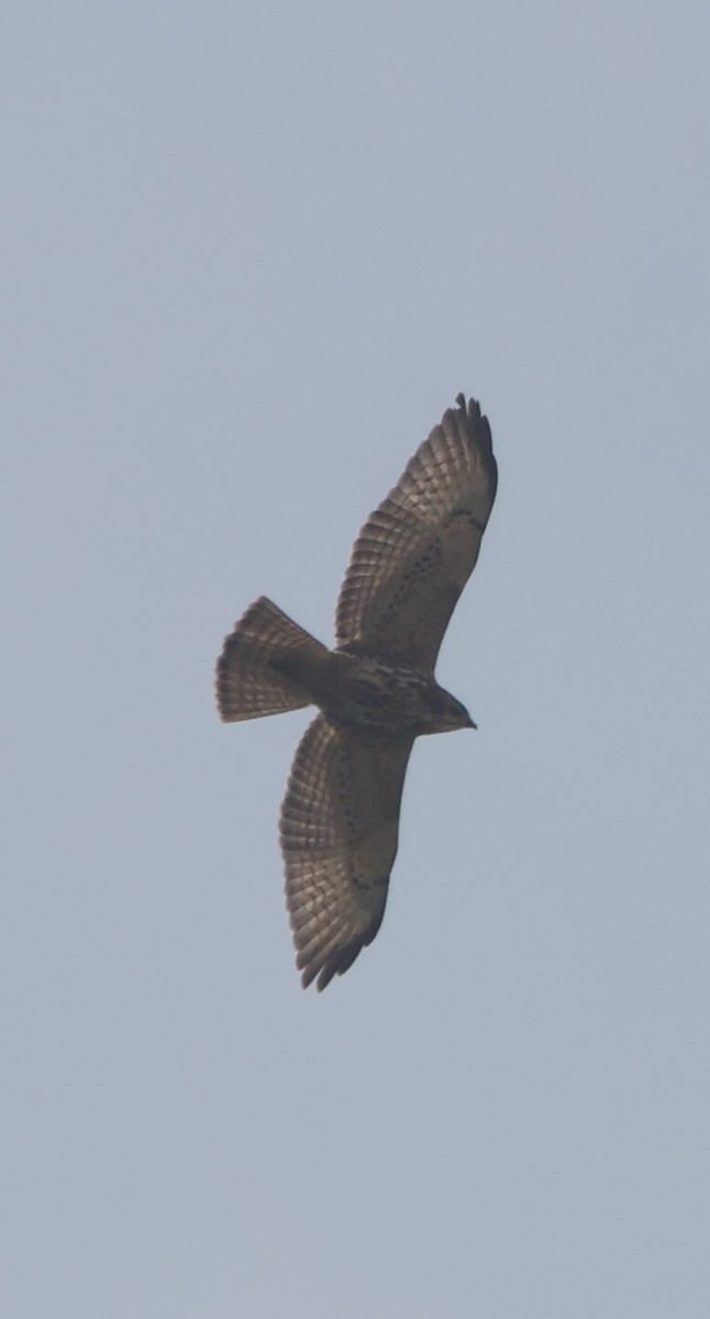 Broad-winged Hawk - ML645454054