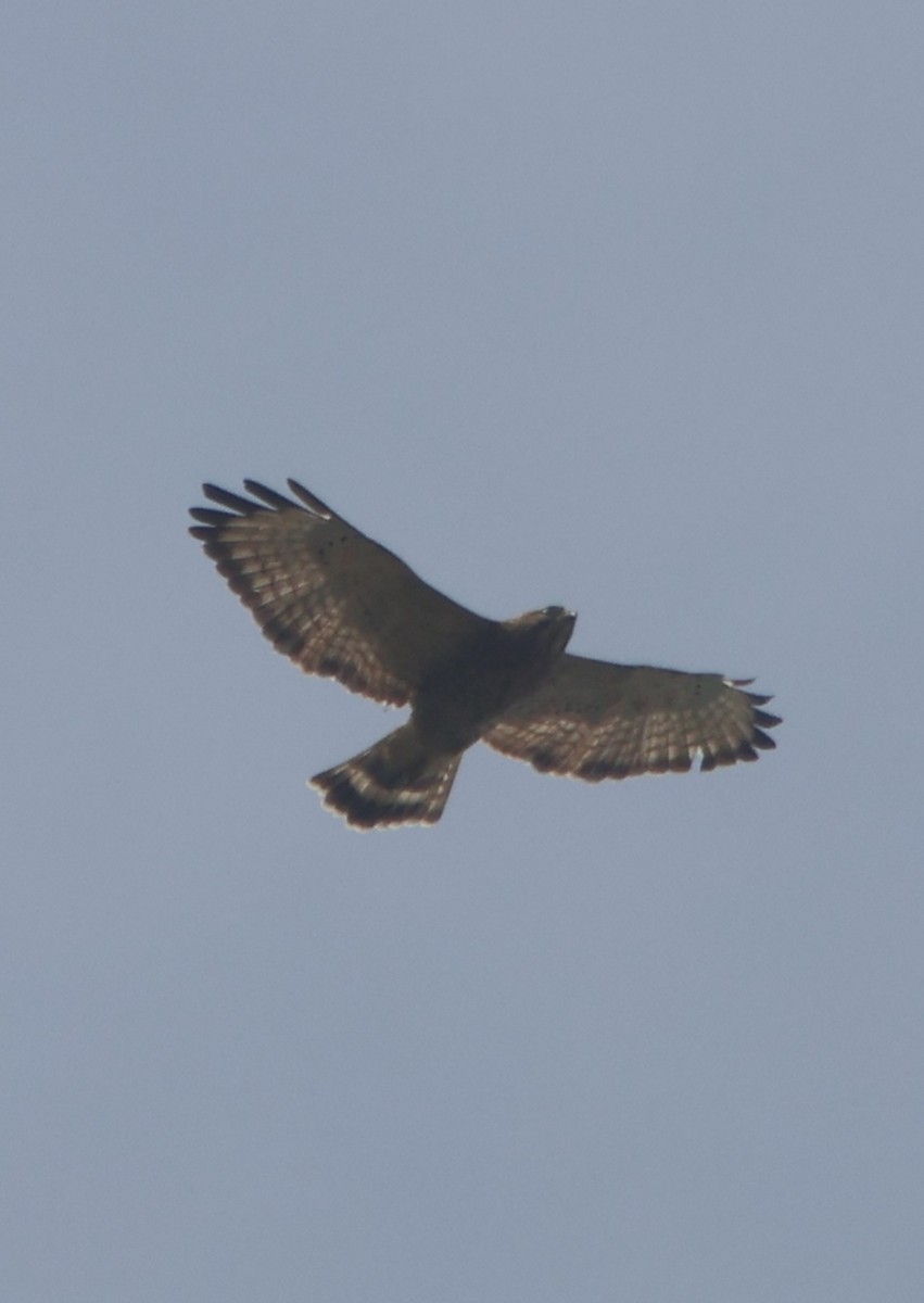 Broad-winged Hawk - ML645454055