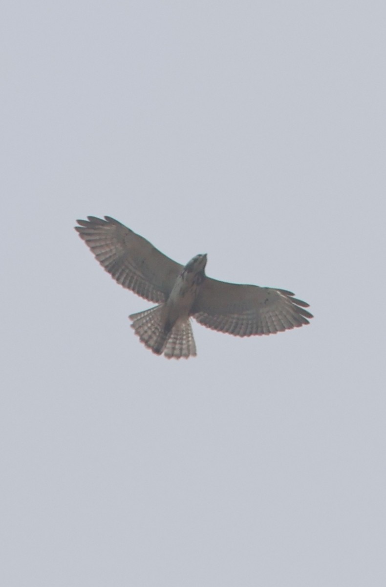 Broad-winged Hawk - ML645454056