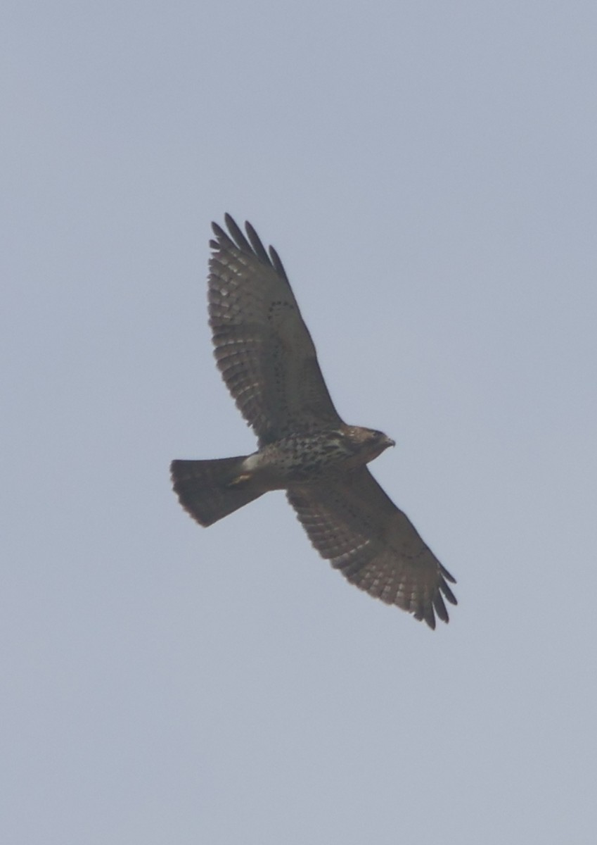 Broad-winged Hawk - ML645454057