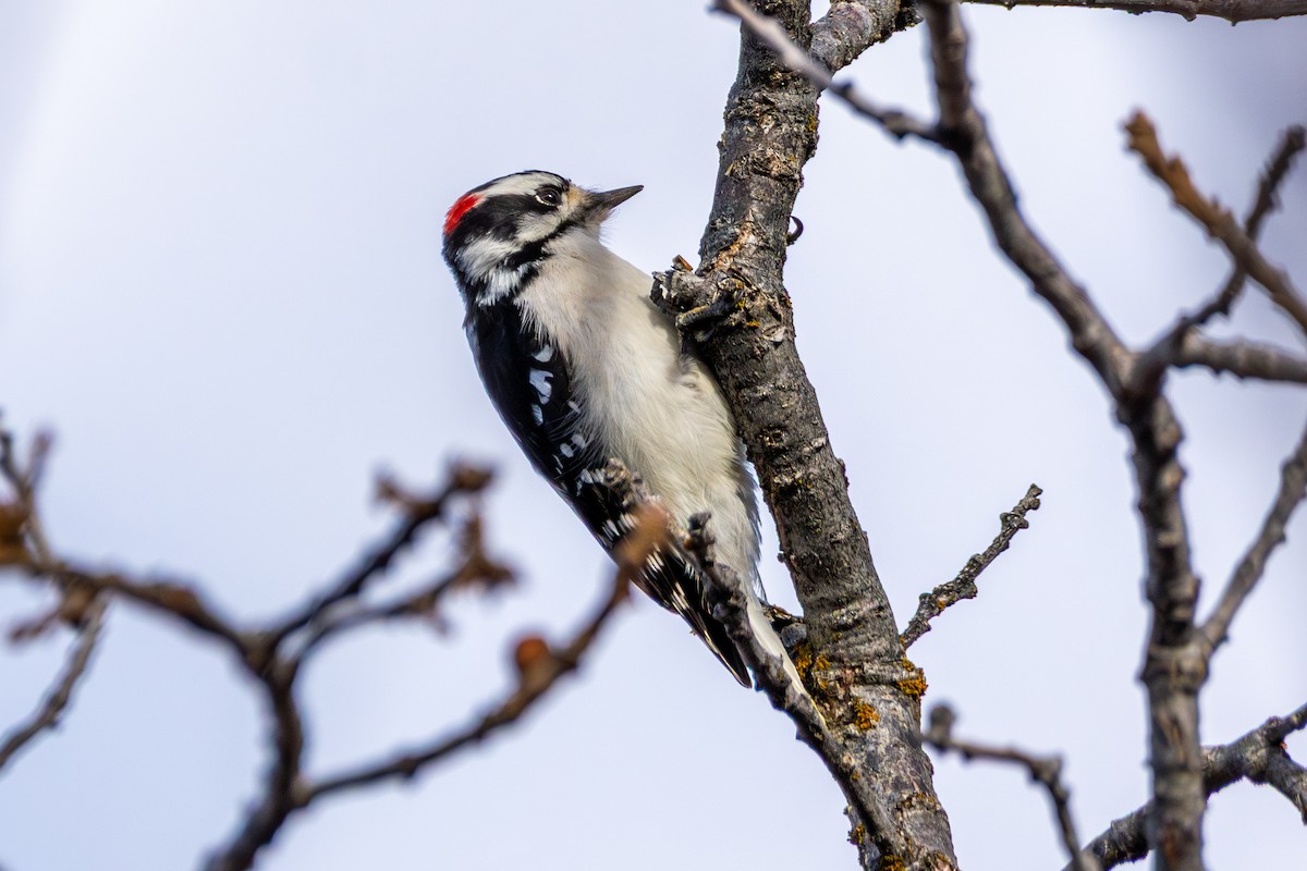 Downy Woodpecker - ML645454060