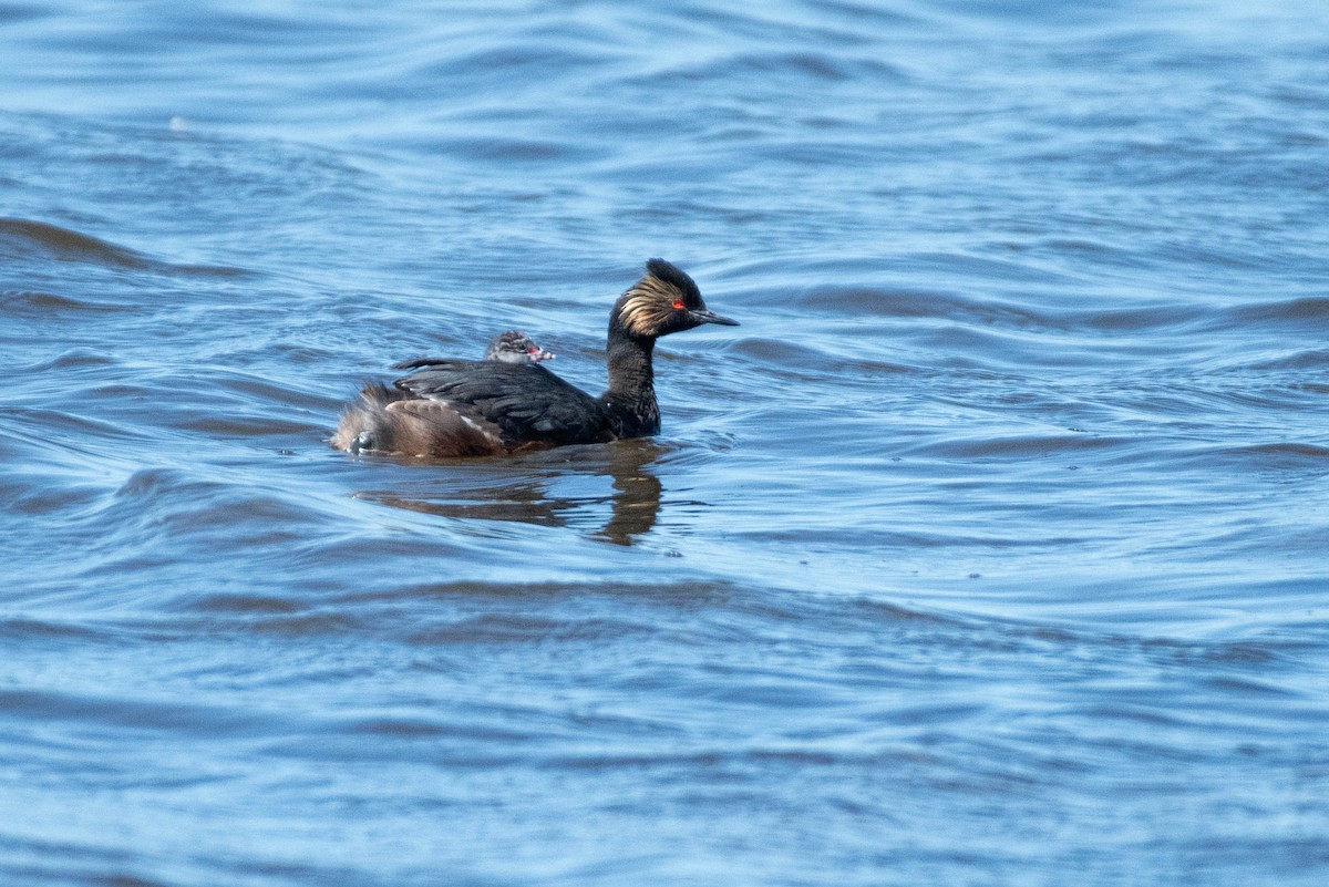 Grèbe à cou noir - ML645454080