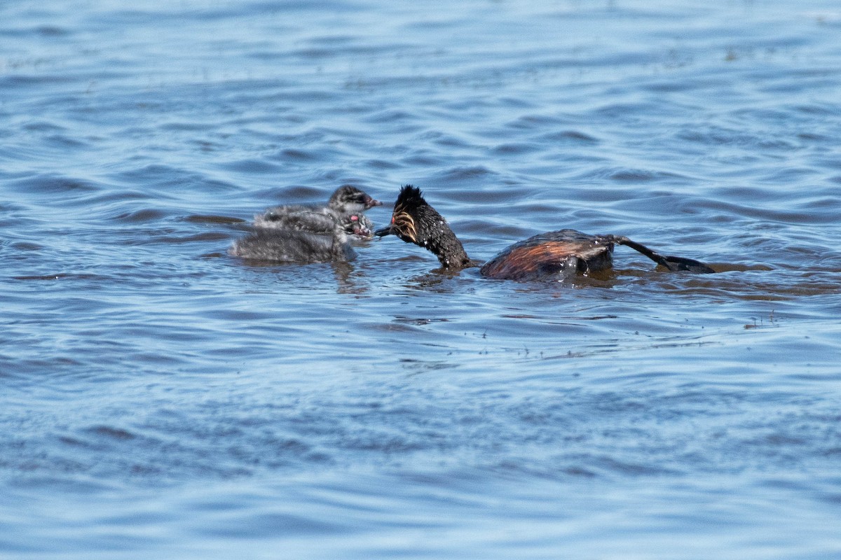 Grèbe à cou noir - ML645454081