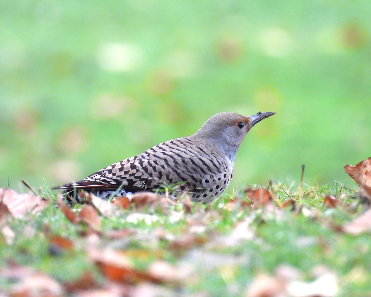 Northern Flicker (Red-shafted) - ML645454085