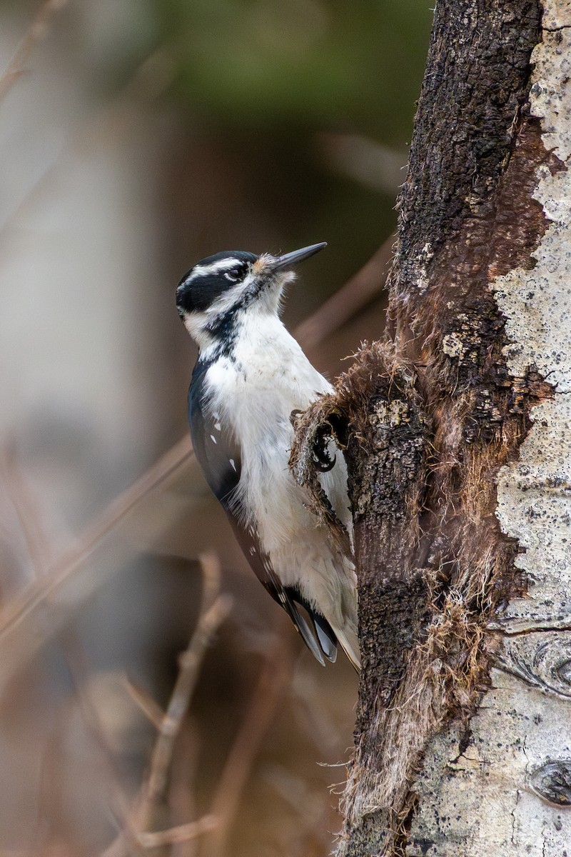Hairy Woodpecker - ML645454093