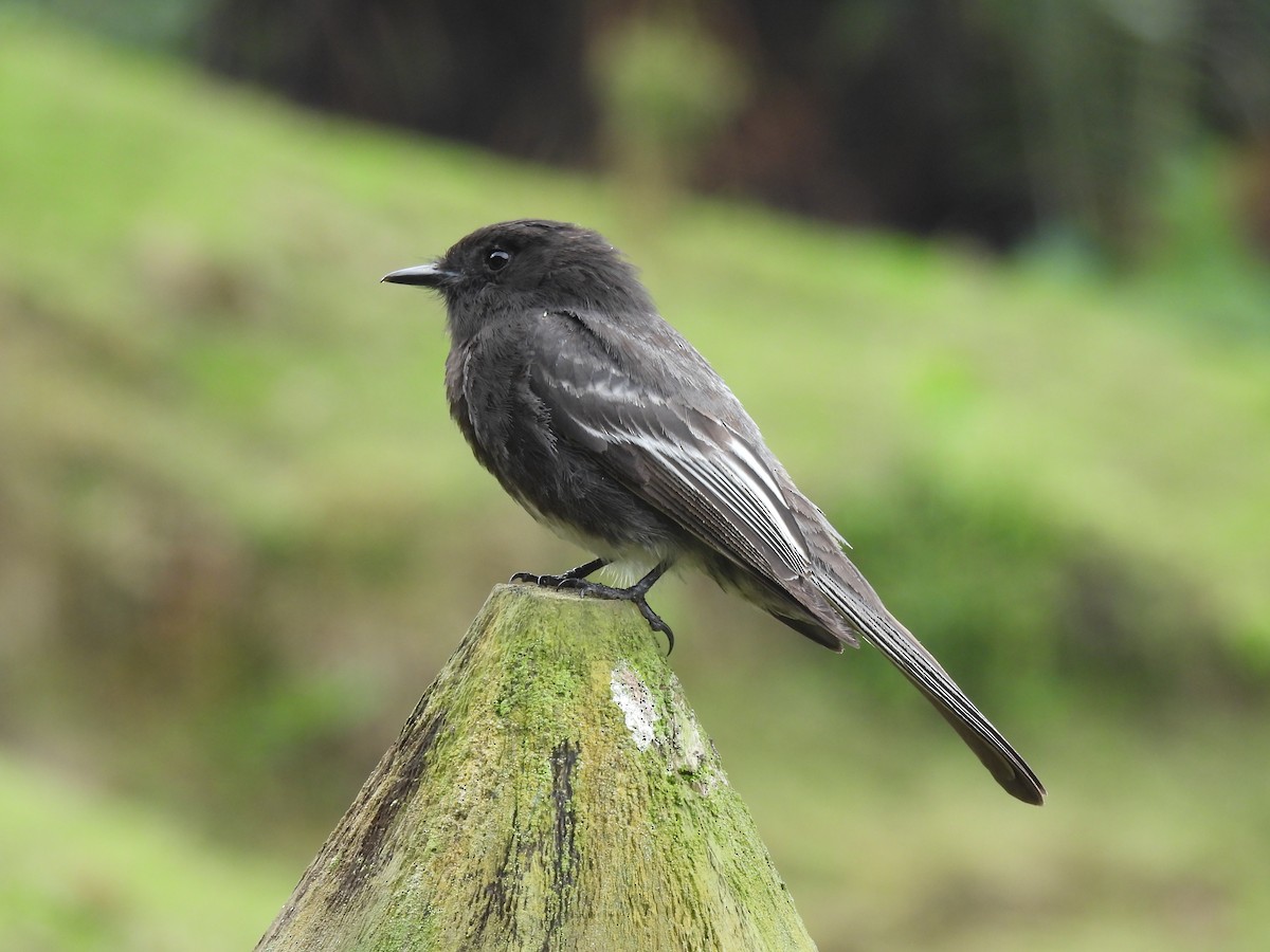 Black Phoebe - ML645454094