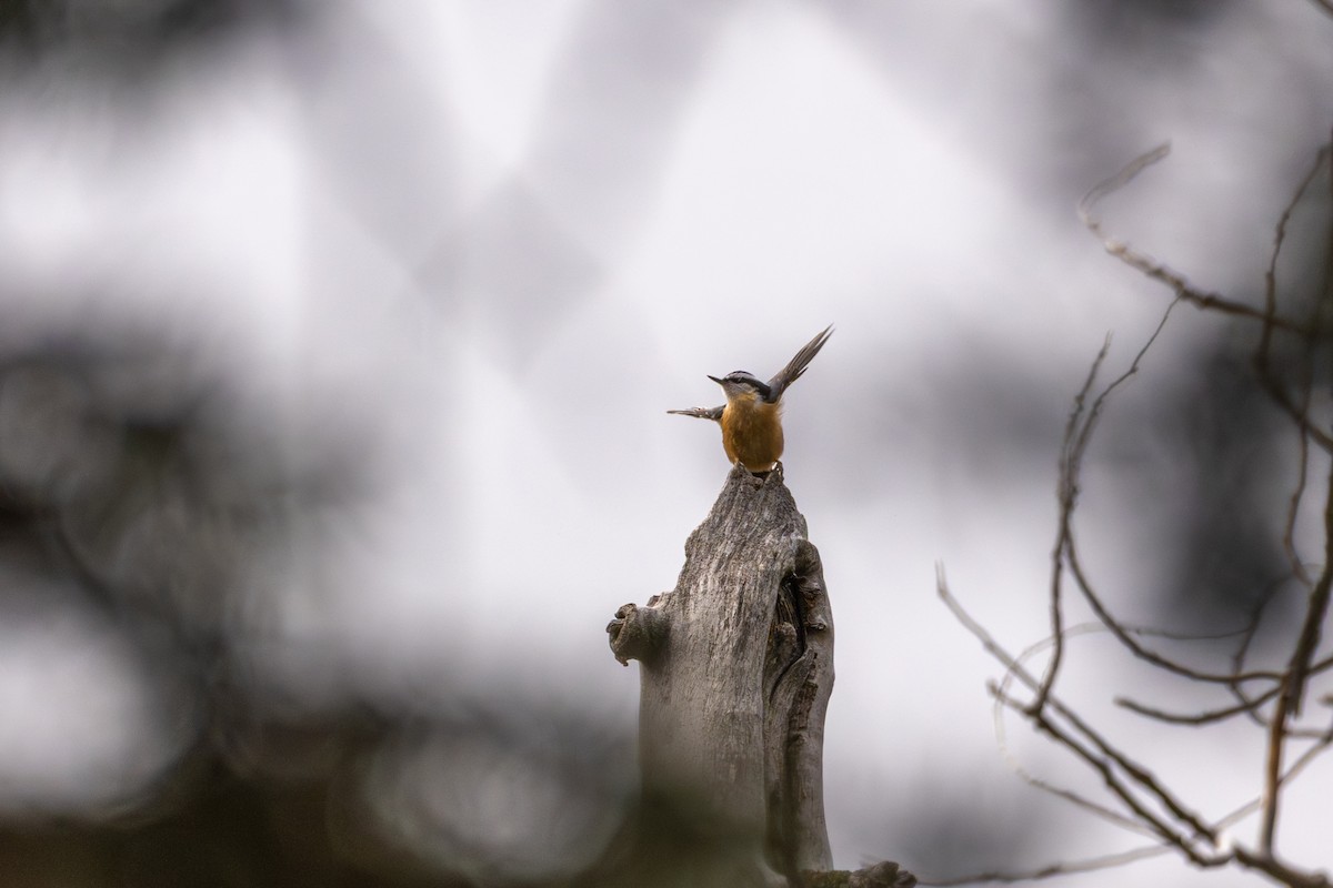 Red-breasted Nuthatch - ML645454104