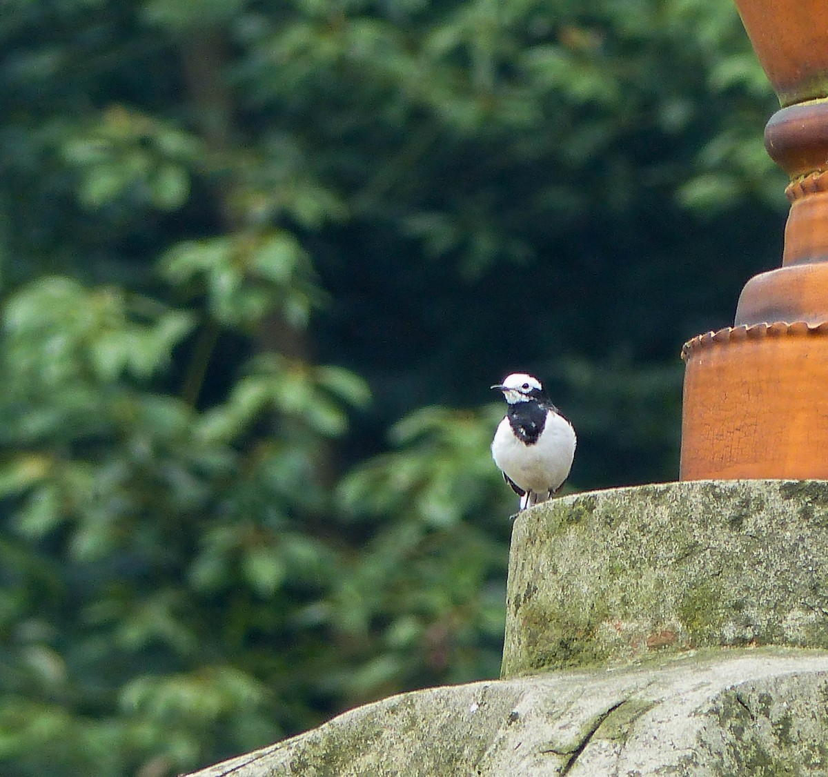 konipas bílý - ML645454126