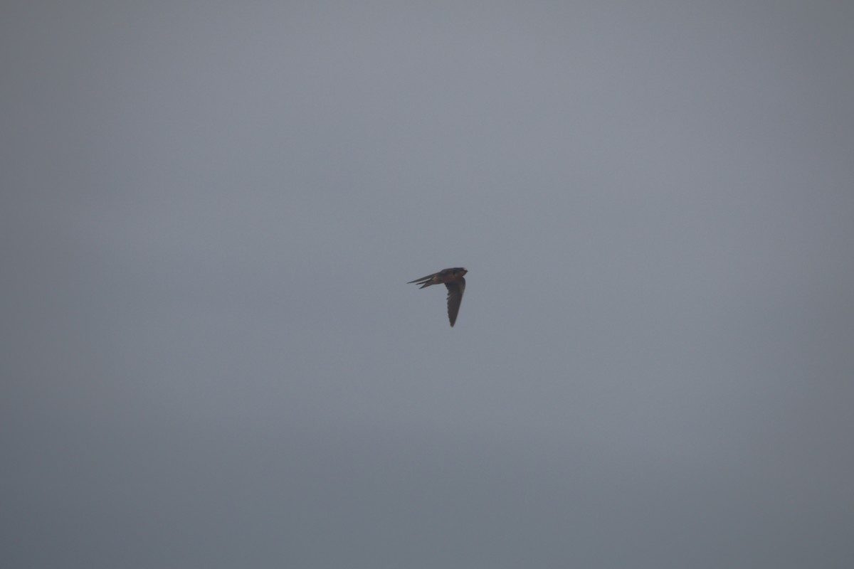 vlaštovka obecná - ML645454128