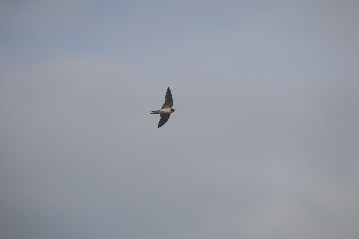 vlaštovka obecná - ML645454129