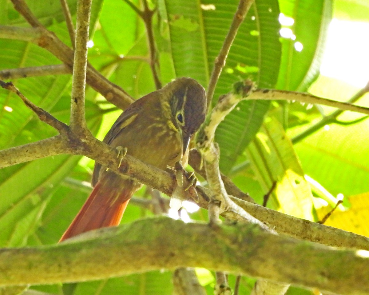 Montane Foliage-gleaner - ML645454132