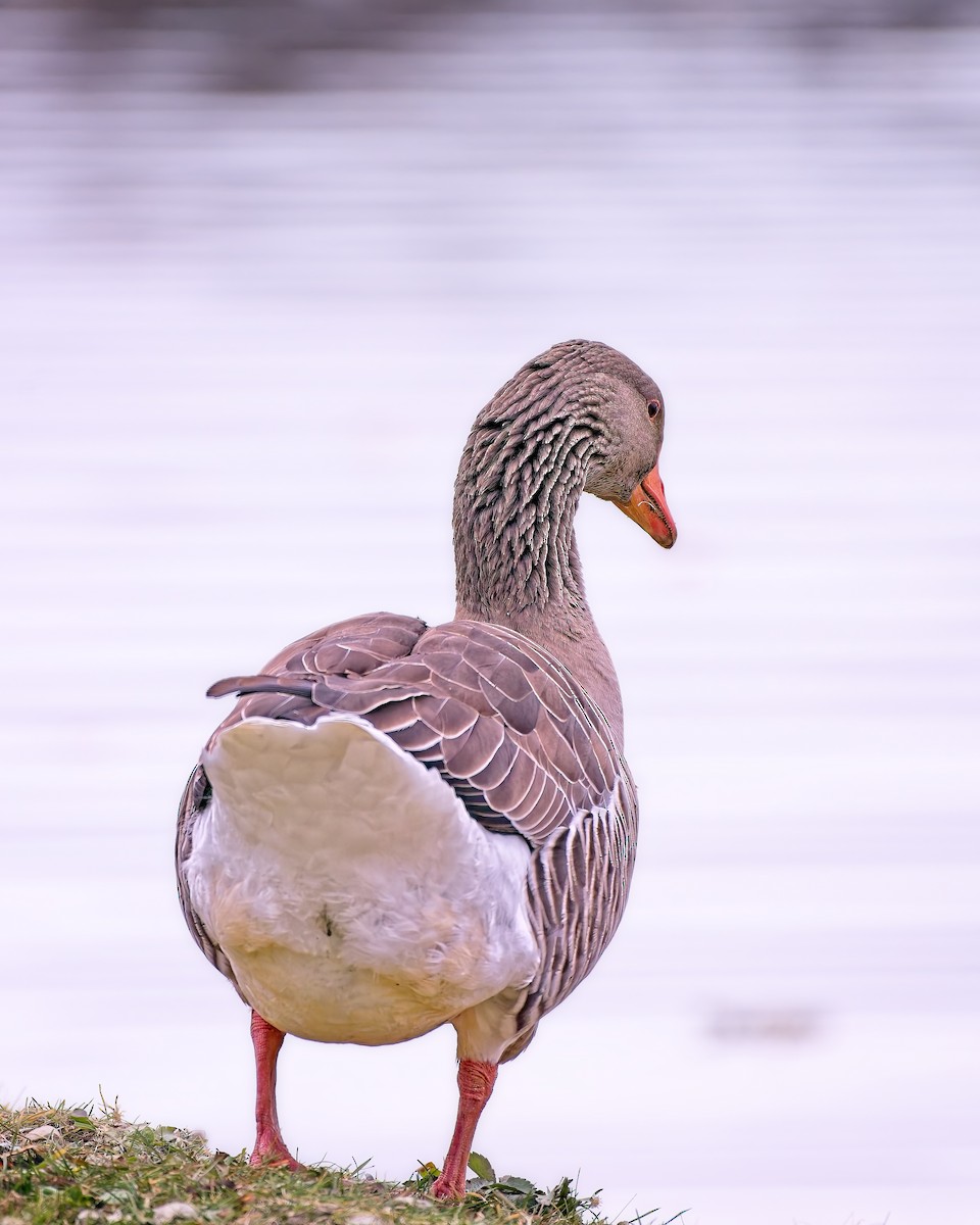 Graylag Goose (Domestic type) - ML645454143