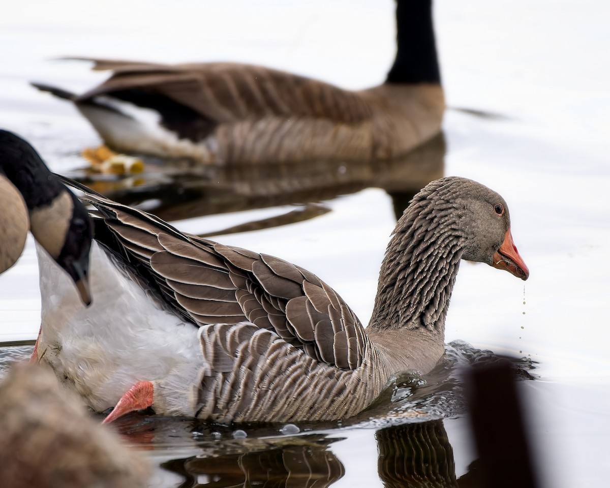 Graylag Goose (Domestic type) - ML645454144
