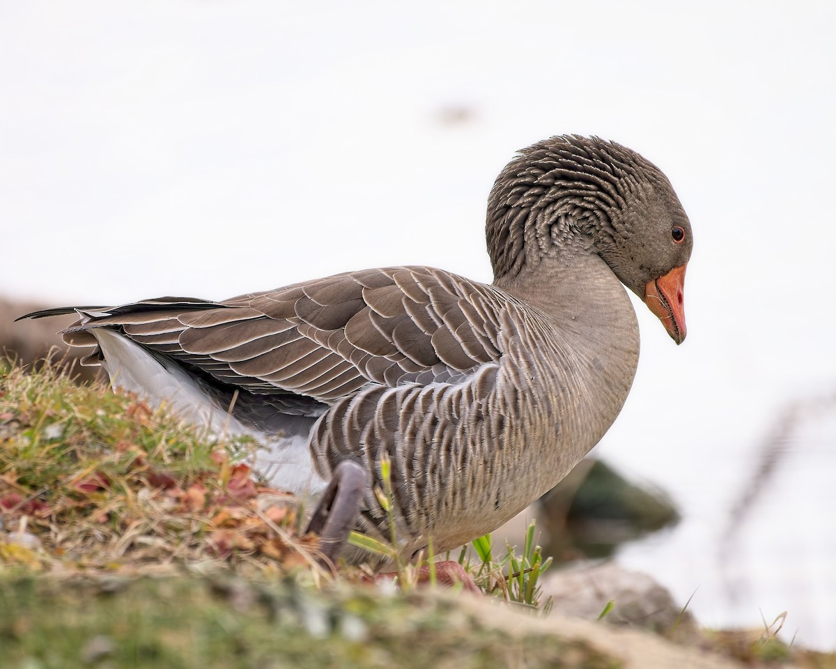 Graylag Goose (Domestic type) - ML645454145